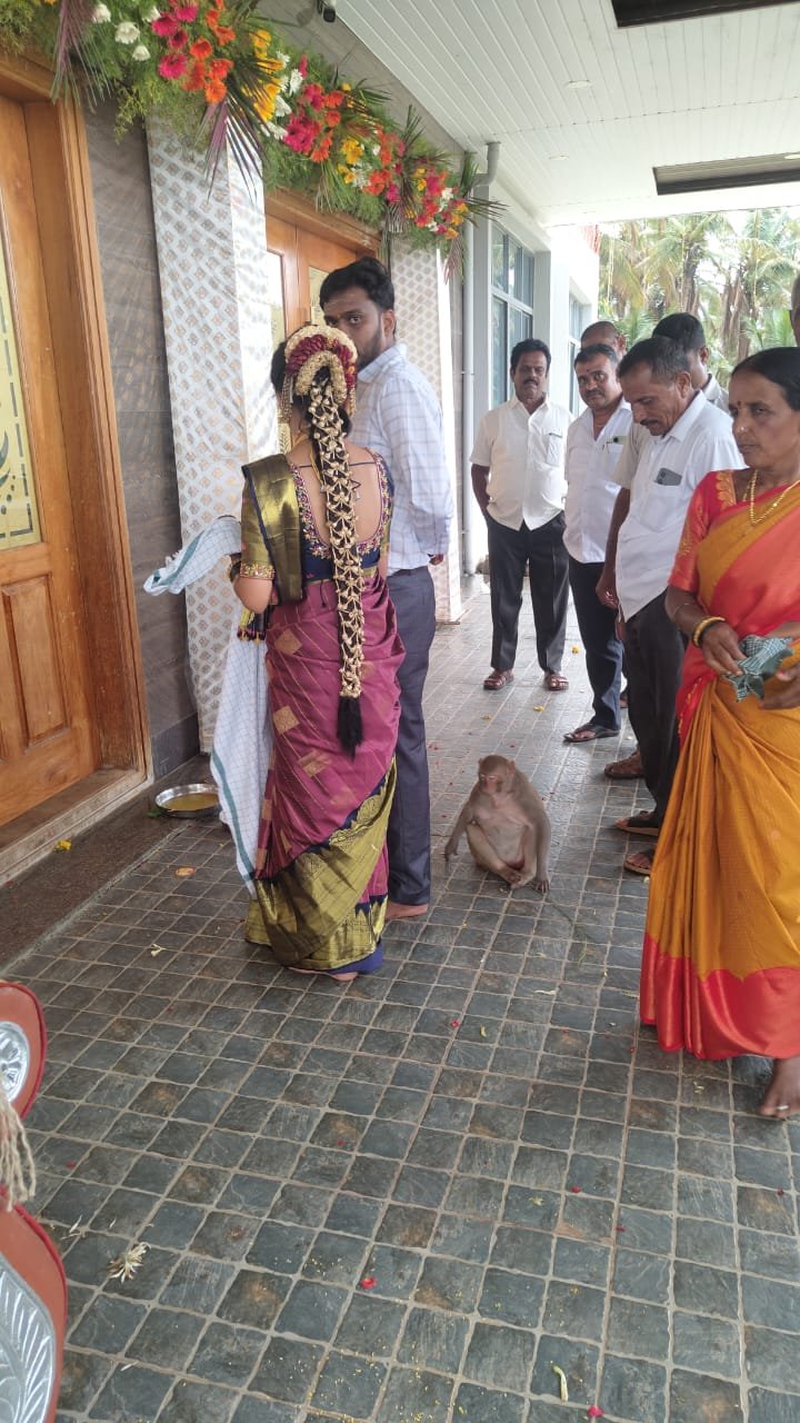 ಮದುವೆ ಮನೆಯಲ್ಲಿ ಕಿರಿಕ್ ಮಾಡಿದ ಕೋತಿ; ಹಲವರ ಸ್ಥಿತಿ ಗಂಭೀರ