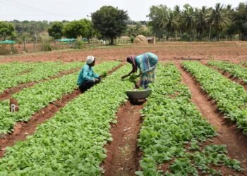 ರಾಜ್ಯದ ತಂಬಾಕು ಬೆಳೆಗಾರರಿಗೆ ಕೇಂದ್ರದಿಂದ ಸಿಕ್ತು ಗುಡ್ ನ್ಯೂಸ್; ಏನದು?