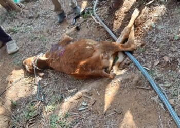ಕರು ತುಳಿದು ಕೊಂದ ಒಂಟಿ ಸಲಗ!