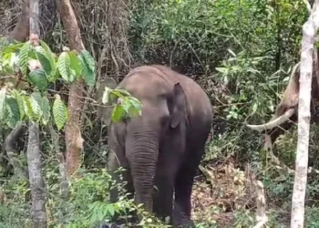 ಮೂರು ಪುಂಡಾನೆಗಳ ಸೆರೆ: ನಿಟ್ಟುಸಿರು ಬಿಟ್ಟ ಜನ