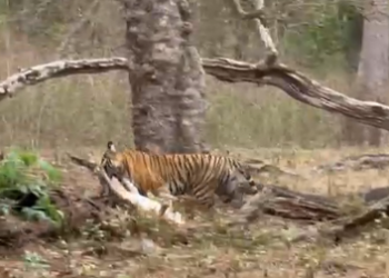 ಹುಲಿ ಬೇಟೆಗೆ ಬಲಿಯಾದ ಜಿಂಕೆ!