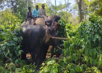 ಜನರ ನಿದ್ದೆಗೆಡಿಸಿದ್ದ ಕಾಡಾನೆ ಸೆರೆ ಹಿಡಿದ ಅರಣ್ಯ ಸಿಬ್ಬಂದಿ!