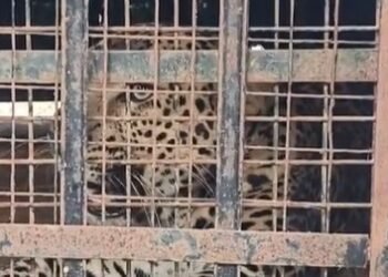 ಕೊನೆಗೂ ಬಲೆಗೆ ಬಿದ್ದ ಚಿರತೆ