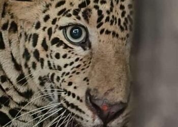 ಜನರ ನಿದ್ದೆಗೆಡಿಸಿದ್ದ ಚಿರತೆ ಕೊನೆಗೂ ಬೋನಿಗೆ