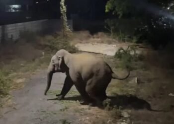 ಊರ ಹಬ್ಬದ ದಿನವೇ ಗ್ರಾಮಕ್ಕೆ ಗಜ ಪಡೆ ಎಂಟ್ರಿ: ಚೆಲ್ಲಾಪಿಲ್ಲಿಯಾದ ಜನ!