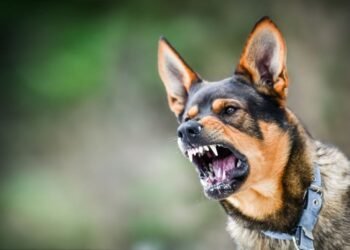 Rabies infection: ರೇಬೀಸ್ ಸೋಂಕು: ಆಸ್ಪತ್ರೆಯಲ್ಲೇ ಒಡಿಶಾ ವ್ಯಕ್ತಿ ಆತ್ಮಹತ್ಯೆ