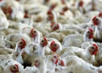 3 ಸಾವಿರ ಕೋಳಿಗಳ ಮಾರಣ ಹೋಮ