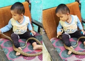 ಹಾವಿನೊಂದಿಗೆ ಆಟವಾಡಿದ ಪುಟ್ಟ ಮಗು; ಭಯ ಬಿದ್ದ ನೆಟ್ಟಿಗರು!