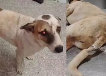 ನಾಯಿಯನ್ನೂ ಬಿಡದ ಕಾಮುಕ!