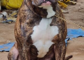 ಹಾವಿನೊಂದಿಗೆ ಸೆಣಸಾಟ ನಡೆಸಿ ಪ್ರಾಣ ಬಿಟ್ಟ ನಾಯಿ!