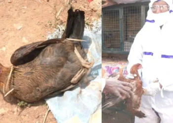 ರಾಜ್ಯದ ಮೂಲೆ ಮೂಲೆಗೂ ಎಂಟ್ರಿ ಕೊಡುತ್ತಿದೆ ಹಕ್ಕಿ ಜ್ವರ!