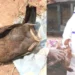 ರಾಜ್ಯದ ಮೂಲೆ ಮೂಲೆಗೂ ಎಂಟ್ರಿ ಕೊಡುತ್ತಿದೆ ಹಕ್ಕಿ ಜ್ವರ!