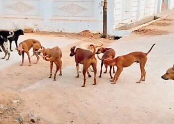 ಬೀದಿ ನಾಯಿಗಳ ಹಾವಳಿ: ಆಹಾರ ಹಾಕುವವರನ್ನು ತರಾಟೆಗೆ ತೆಗೆದುಕೊಂಡ ಮಹಿಳೆ!