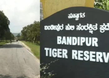 ಹುಲಿ ಕಳೇಬರ ಪತ್ತೆ!