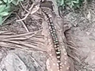ಅಯ್ಯೋ ಪಾಪ!! ಬಾವಿಗೆ ಬಿದ್ದ ಜಿಂಕೆ!!