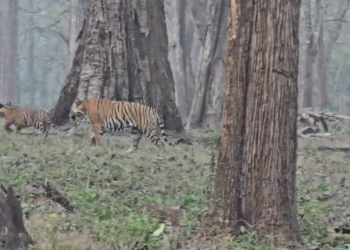 ನಾಗರಹೊಳೆ ಸಫಾರಿಯಲ್ಲಿ ಹುಲಿ, ಮರಿಗಳ ದರ್ಶನ!