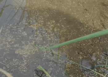 ಬಿರುಗಾಳಿ, ಮಳೆ ಅಬ್ಬರಕ್ಕೆ ನೆಲಕ್ಕುರುಳಿದ ಅಪಾರ ಭತ್ತ