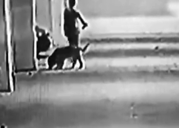 ಮೂಕ ಪ್ರಾಣಿ ಮೇಲೆ ದರ್ಪ ತೋರಿದ ಪಾಪಿ! ನಾಯಿ ಮರಿಗಳನ್ನು ಜಜ್ಜಿ ಬಿಸಾಡಿದ ದುಷ್ಕರ್ಮಿ!