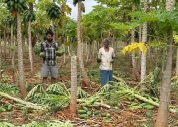 ಅಕಾಲಿಕ ಮಳೆಗೆ ರೋಸಿ ಹೋದ ಅನ್ನದಾತ
