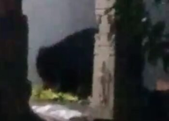 ಮಾವಿನ ಕಾಯಿ ತಿನ್ನಲು ತೋಟಕ್ಕೆ ನುಗ್ಗುತ್ತಿರುವ ಕರಡಿಗಳು