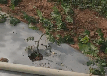 ಲಕ್ಷಾಂತರ ರೂ. ಖರ್ಚು ಮಾಡಿ ಬೆಳೆದಿದ್ದ ಹಾಗಲಕಾಯಿ ನಾಶ