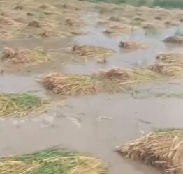 ವರುಣನ ಅಬ್ಬರಕ್ಕೆ ಬೆಳೆ ನಾಶ, ರೈತ ಕಂಗಾಲು