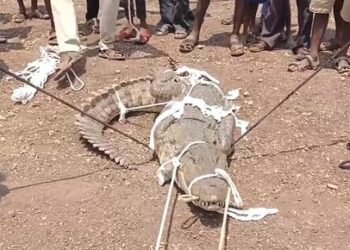 ಬೃಹತ್ ಗಾತ್ರದ ಮೊಸಳೆ ಪತ್ತೆ