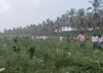ತೋಟಕ್ಕೆ ನುಗ್ಗಿ 1200ಕ್ಕೂ ಅಧಿಕ ಅಡಿಕೆ ಮರಗಳ ನಾಶ