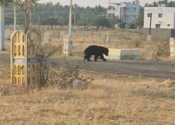 ಬೆಳ್ಳಂಬೆಳಗ್ಗೆ ಜಾಂಬವಂತನ ಎಂಟ್ರಿ: ಬೆಚ್ಚಿಬಿದ್ದ ಜನ