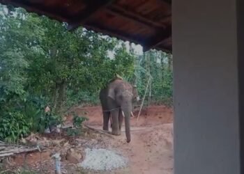 42 ಕಾಡಾನೆಗಳ ಹಿಂಡಿನಿಂದ ಅಟ್ಯಾಕ್!