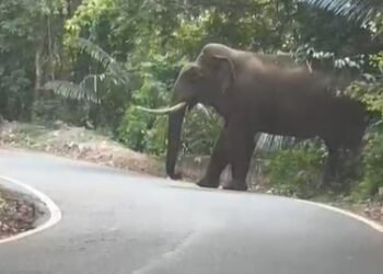 ಚಾರ್ಮಾಡಿ ಘಾಟ್ ನಲ್ಲಿ ಮತ್ತೆ ದೈತ್ಯ ಕಾಡಾನೆ