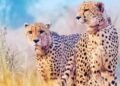 Cheetah project: ಭಾರತಕ್ಕೆ ಬೋಟ್ಸ್‌ವಾನಾದಿಂದ ಬರಲಿವೆ 8 ಹೊಸ ಚೀತಾಗಳು