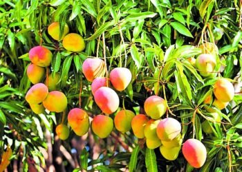 ಮಾವಿನ ಹಣ್ಣು ಕೊಳ್ಳುವ ಮುನ್ನ ಹುಷಾರ್!