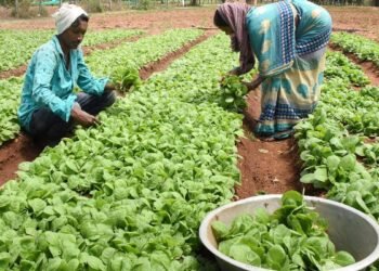 ರಾಜ್ಯದ ತಂಬಾಕು ಬೆಳೆಗಾರರಿಗೆ ಕೇಂದ್ರ ಸಿಹಿ ಸುದ್ದಿ; ನೋಂದಣಿ ಅವಧಿ 3 ವರ್ಷ ವಿಸ್ತರಣೆ