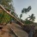 ಮನೆ ಮೇಲೆ ಬಿದ್ದ ಬೃಹತ್ ಮರ