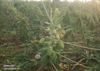 ಭಾರೀ ಮಳೆಗೆ ನೆಲಕ್ಕುರುಳಿದ ಪಪ್ಪಾಯಿ