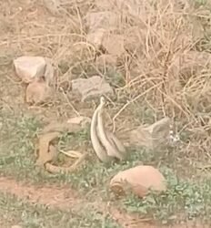 ಹಾವುಗಳ ಮಿಲನ: ವಿಡಿಯೋ ವೈರಲ್