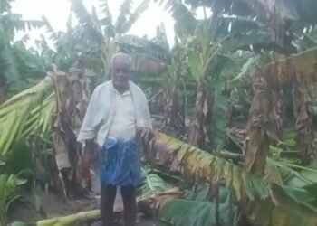 ಮಳೆ, ಗಾಳಿಗೆ ನೆಲ ಕಚ್ಚಿದ ಬಾಳೆ