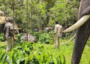 ಪುಂಡಾನೆ ಸೆರೆ ಕಾರ್ಯಾಚರಣೆ ಯಶಸ್ವಿ
