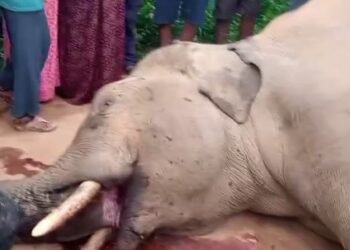 ವಿದ್ಯುತ್ ತಂತಿ ತಗುಲಿ ಕಾಡಾನೆ ಬಲಿ