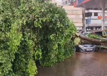 ಕಾರಿನ ಮೇಲೆ ಉರುಳಿ ಬಿದ್ದ ಬೃಹತ್‌ ಮರ