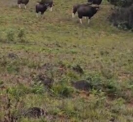 ಮಲೆನಾಡಿನಲ್ಲಿ ಮಿತಿ ಮೀರಿದ ಕಾಡೆಮ್ಮಿ ಹಾವಳಿ