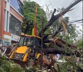 ಜೆಸಿಬಿ ಮೇಲೆಯೇ ಉರುಳಿ ಬಿದ್ದ ಮರ