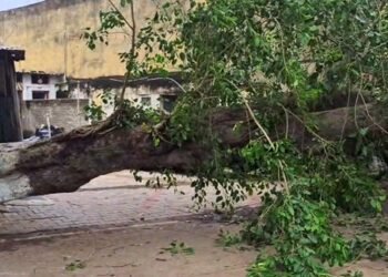 ಭಾರೀ ಮಳೆಗೆ ಉರುಳಿ ಬಿದ್ದ ಮರ, ವಿದ್ಯುತ್‌ ಕಡಿತ