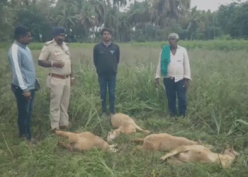 ವಿದ್ಯುತ್ ತಂತಿ ಸ್ಪರ್ಶಿಸಿ 4 ಕುರಿ ಸಾವು