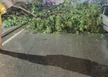 ಭಾರೀ ಮಳೆ, ಗಾಳಿ: ನೆಲಕ್ಕೆ ಉರುಳಿದ ಮರಗಳು