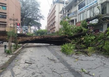 ನೆಲಕ್ಕೆ ಉರುಳಿದ ಬೃಹತ್ ಗಾತ್ರದ ಮರ
