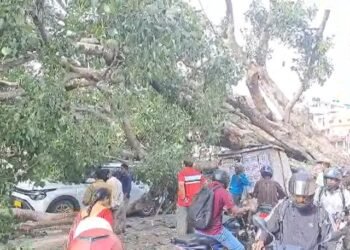 ಧರೆಗೆ ಉರುಳಿದ ಬೃಹತ್ ಗಾತ್ರದ ಮರ