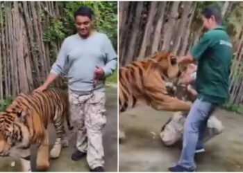 ಸೆಲ್ಫಿ ತೆಗೆದುಕೊಳ್ಳುವುದಕ್ಕೆ ಬಂದವನ ಮಂಡೆಗೆ ಬಾಯಿ ಹಾಕಿದ ಹುಲಿ!