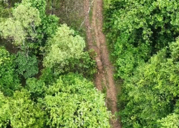 ಆತಂಕ ಮೂಡಿಸಿದ್ದ ಒಂಟಿಸಲಗ ಸೆರೆ